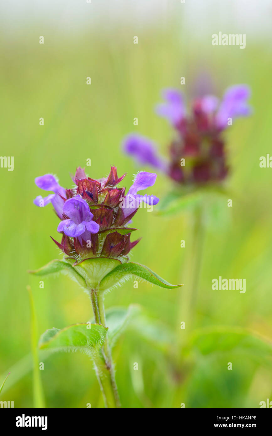 Selfheal, Prunella vulgaris, wildflower, Fleet Valley, Dumfries & Galloway, Scotland Stock Photo