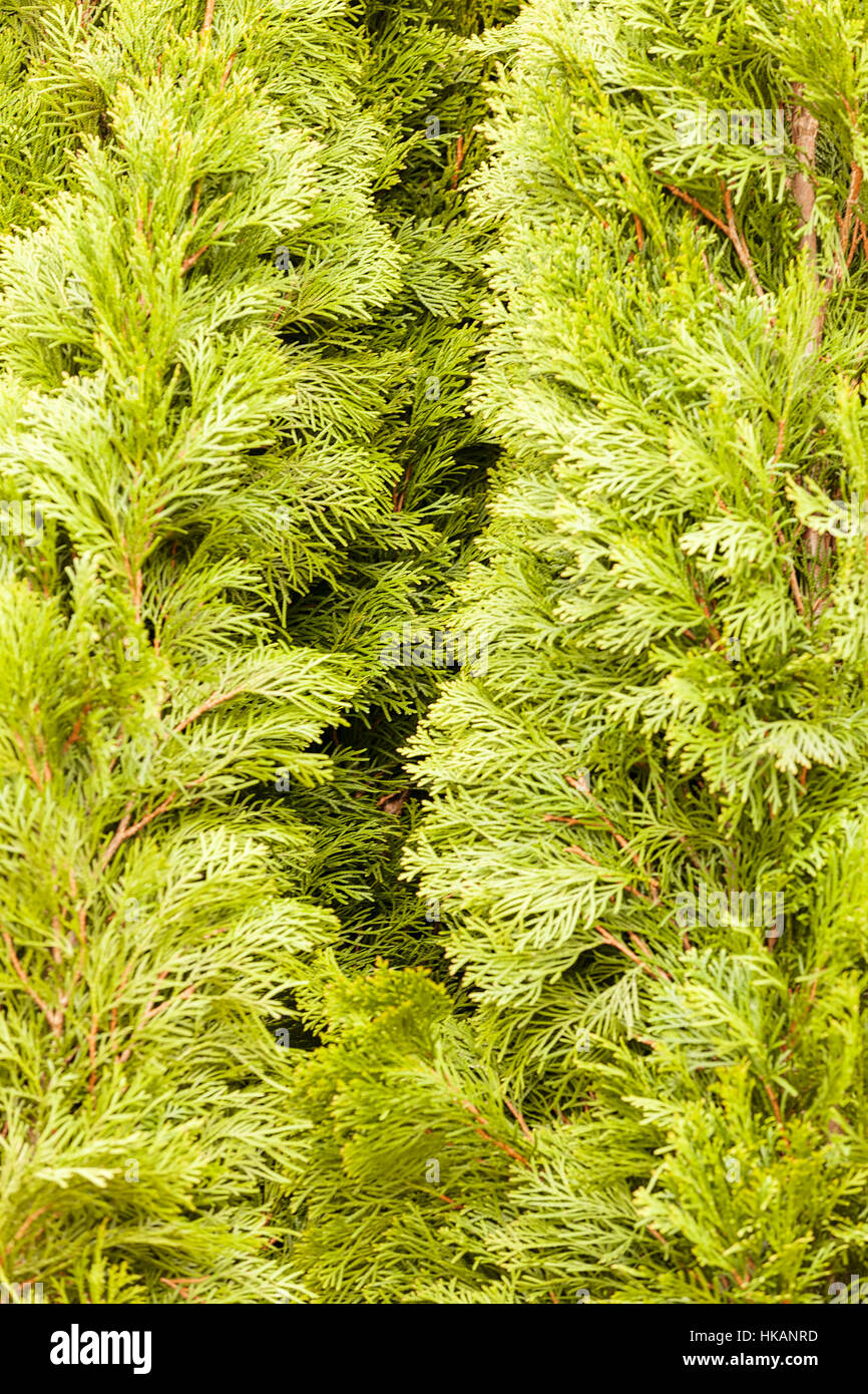 Thuja tree with thick branches, note shallow depth of field Stock Photo