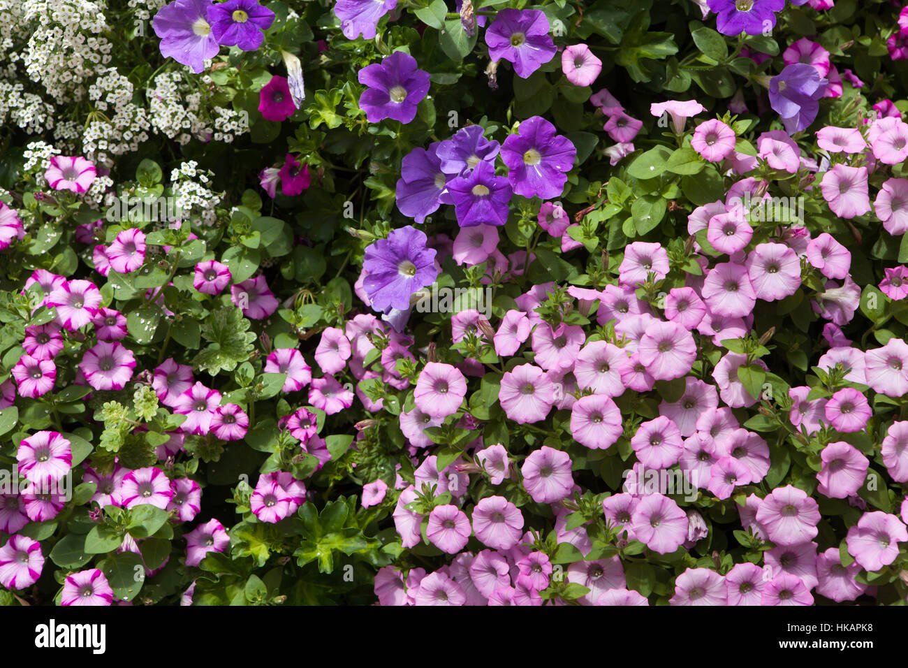 Petunia flowers. Background texture. France. Stock Photo