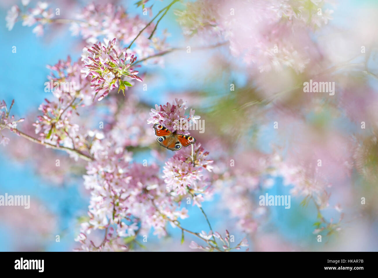 Cherry Blossom Pink Butterflies GIF