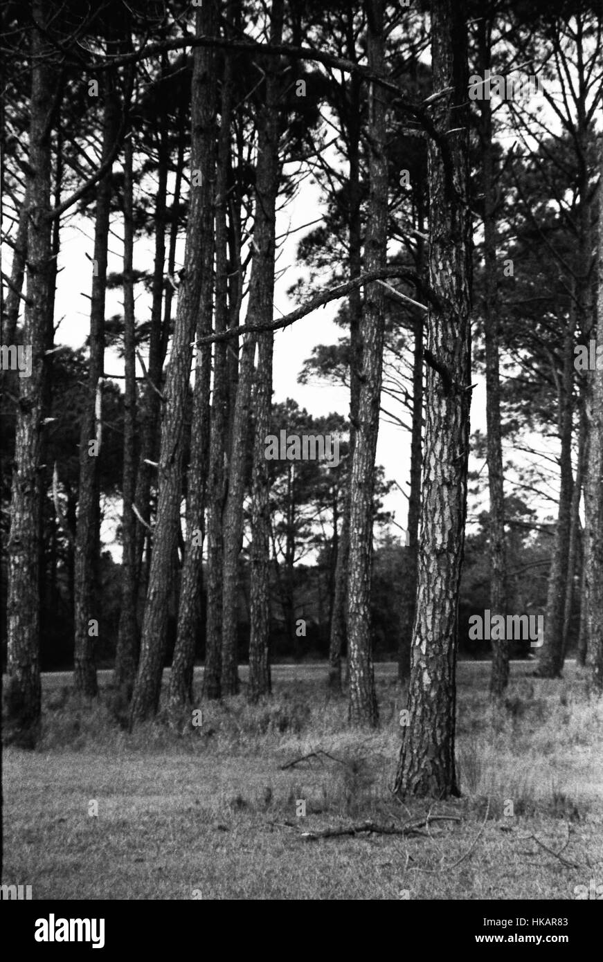 Pine trees Black and White Stock Photos & Images - Alamy