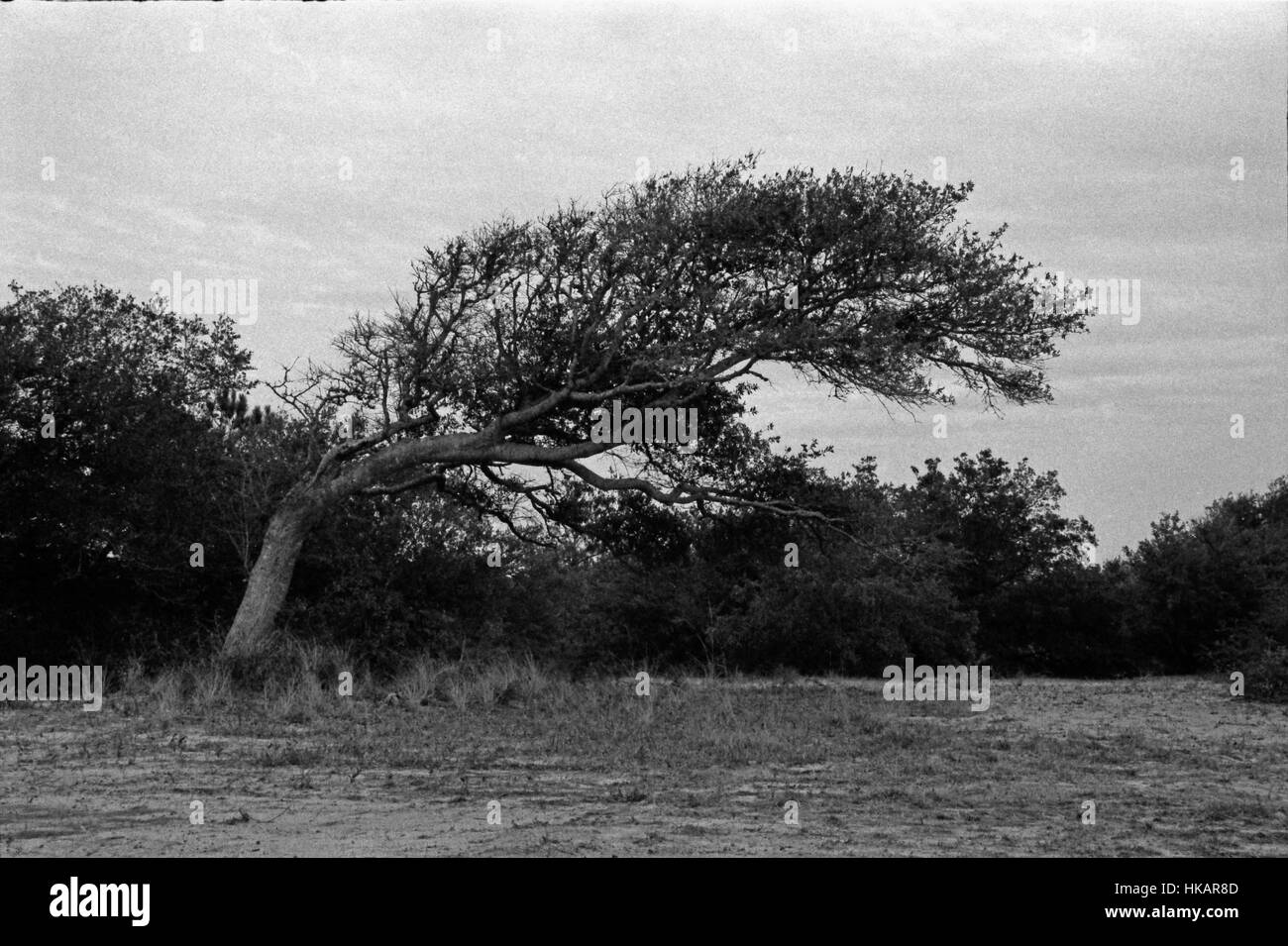 Grainy black and white photo of a tree bent by Atlantic storms at the Wright Bros National Memorial in Kitty Hawk North Carolina Stock Photo