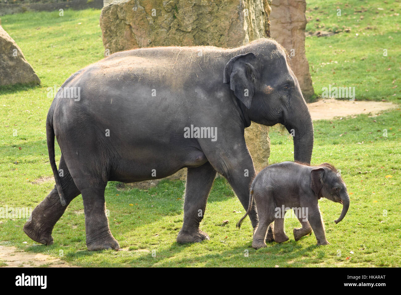 asian-calf-hi-res-stock-photography-and-images-alamy