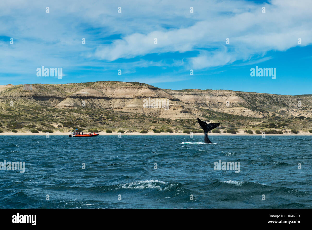 Southern Right Whale flipping its tale in the Valdes Peninsula in Argentina; Concept for travel in Argentina and Whale Watching Stock Photo