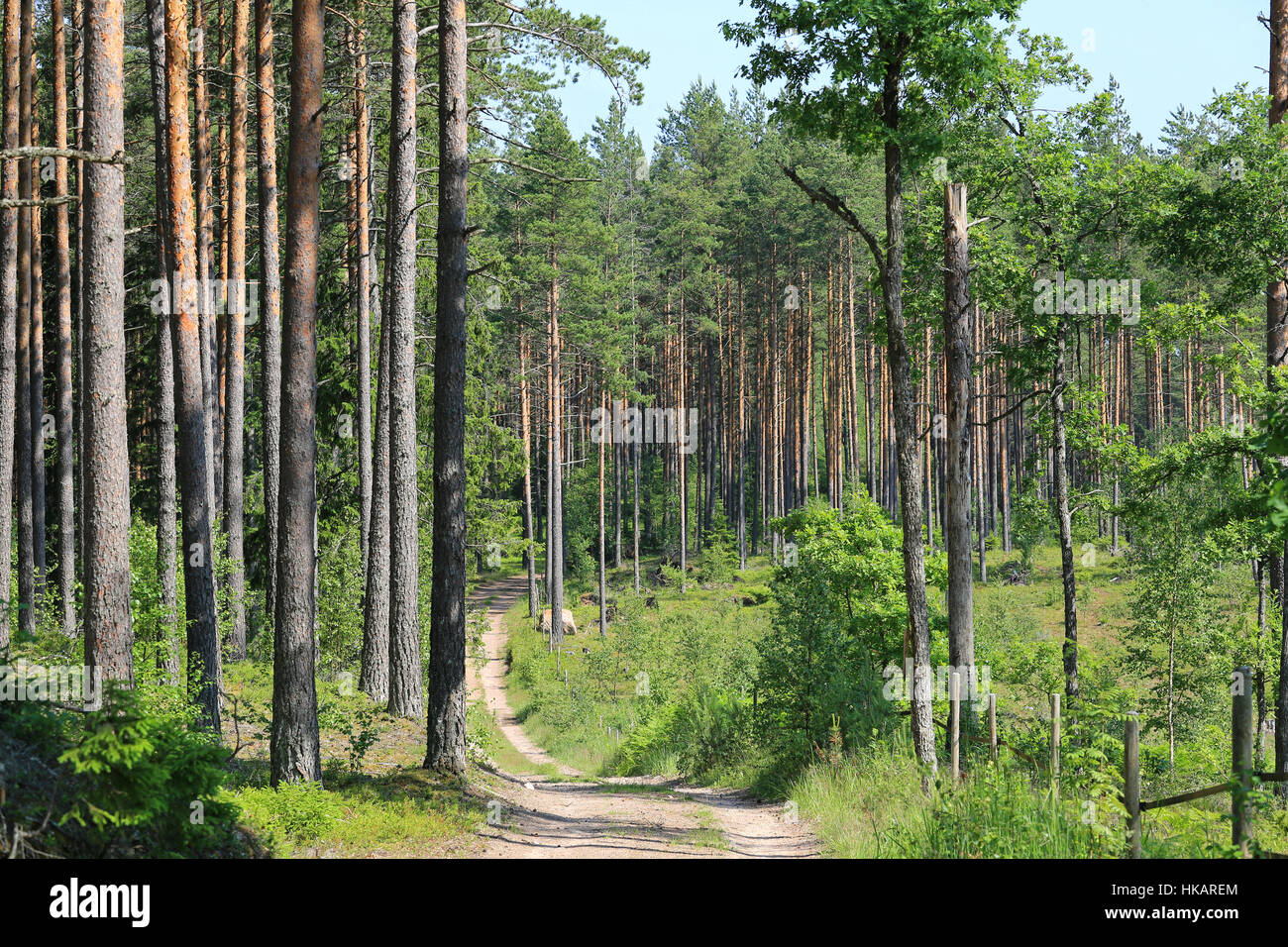 Dirt road into summer forest of pine trees and oak trees in South of Finland on a beautiful sunny day of June. Stock Photo