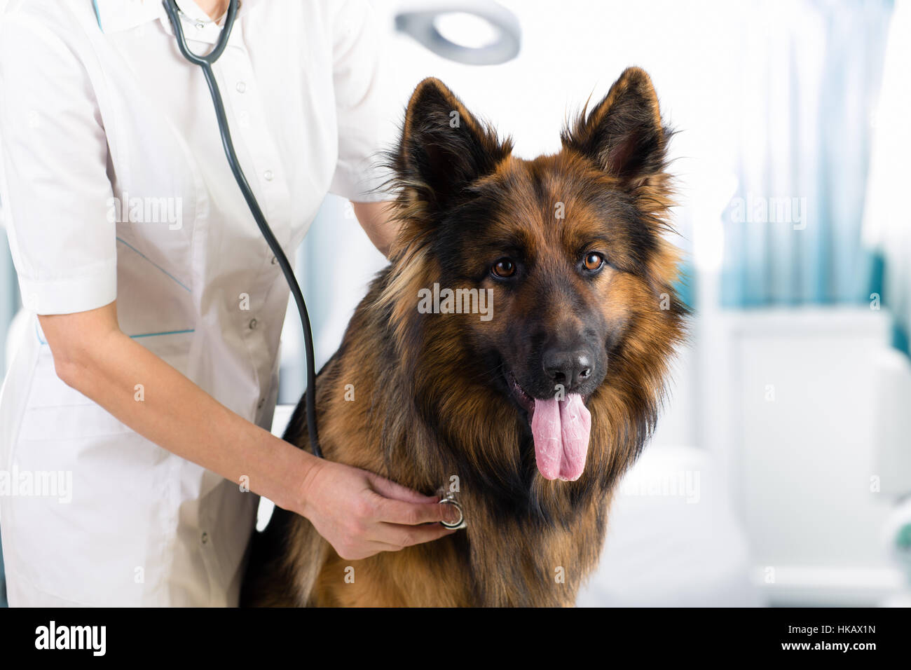 clinical dog examination by veterinary doctor with stethoscope in office Stock Photo