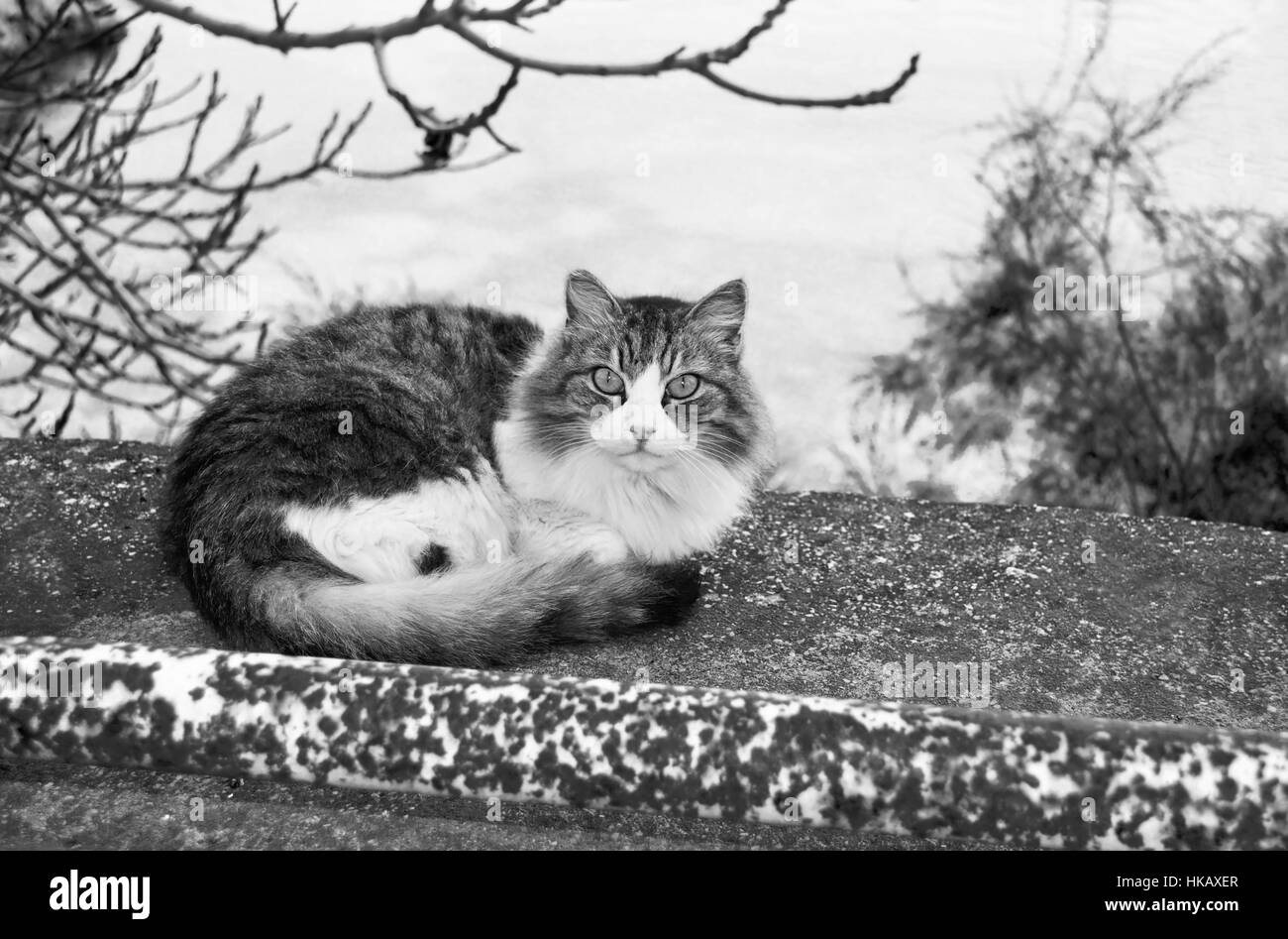 Black And White Cat In The Nature Stock Photo Alamy