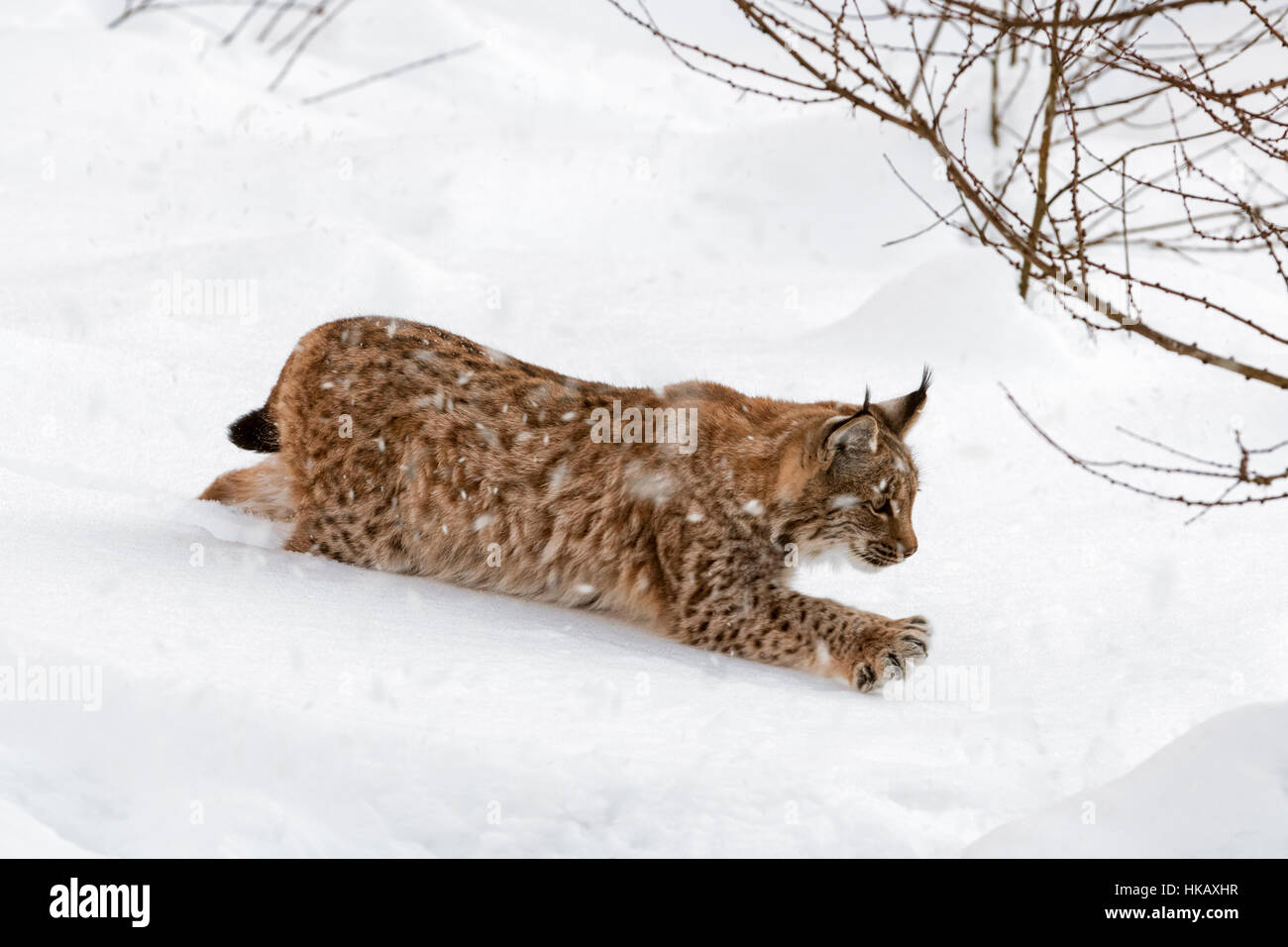 Juvenile one year old Eurasian lynx (Lynx lynx) stalking prey with outstretched claws during snow shower in winter Stock Photo