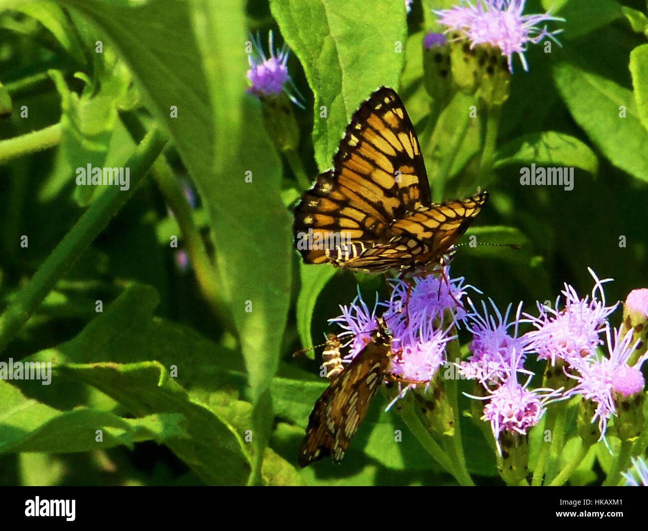 The Royal Quintessence Stock Photo Alamy