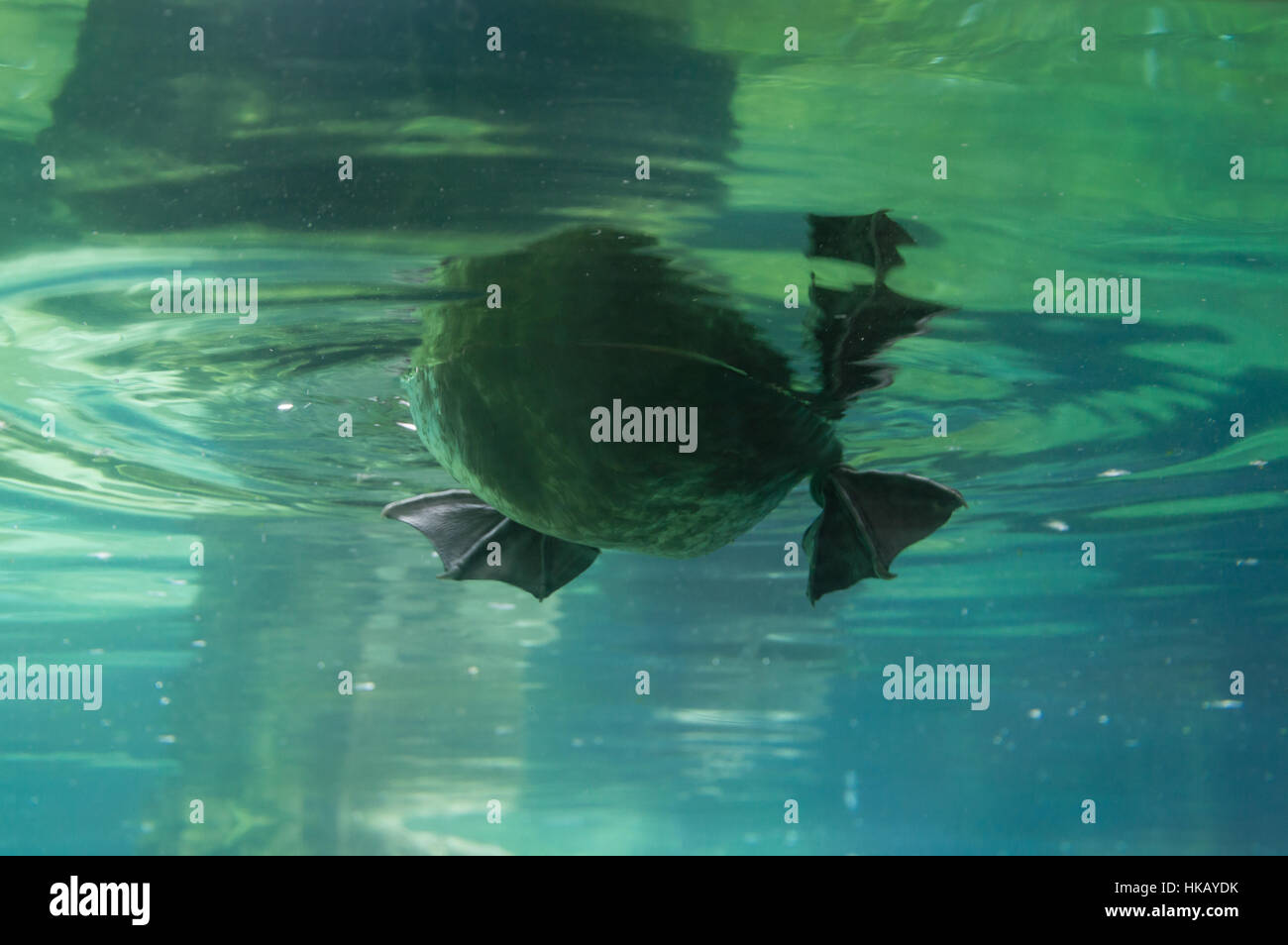 Underwater duck, diving duck in pond Stock Photo Alamy