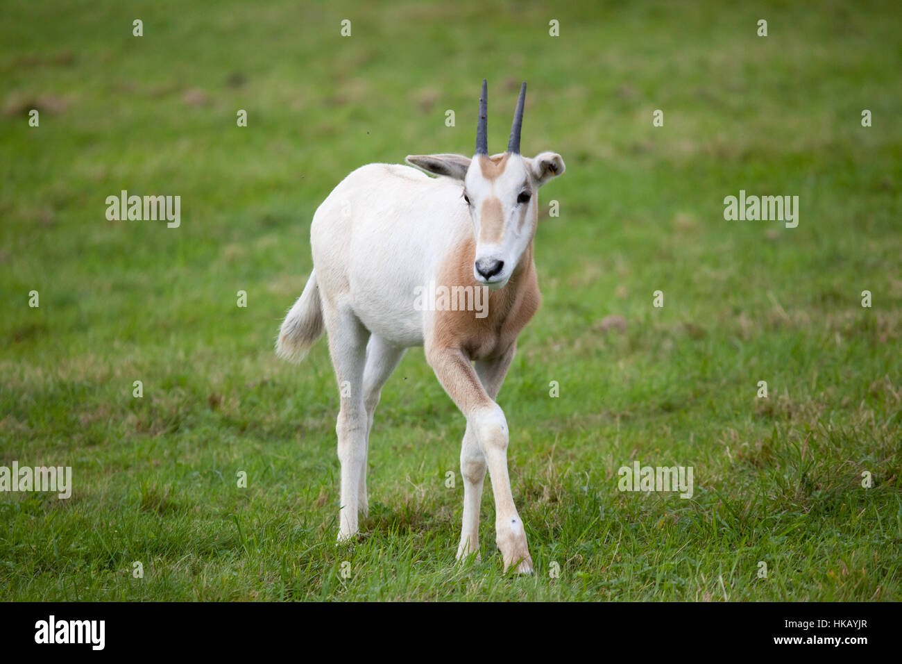 A young scimitar-horned oryx calf walking in a field Stock Photo
