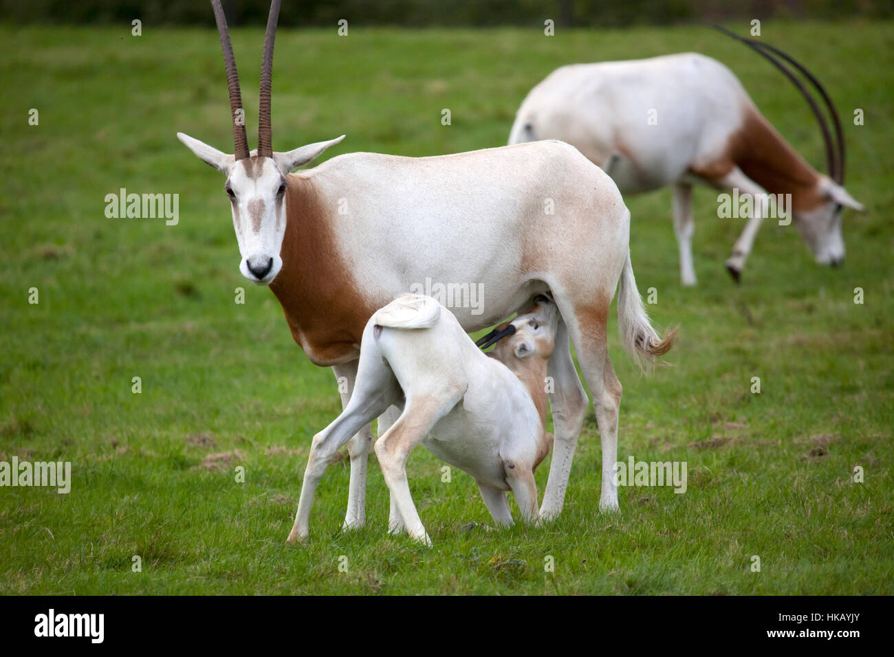 A young scimitar-horned oryx calf suckling from Mother Stock Photo