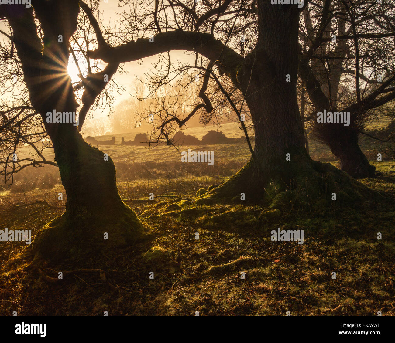 Dramatic dawn light in Yorkshire countryside, near Ilkley, England, UK Stock Photo