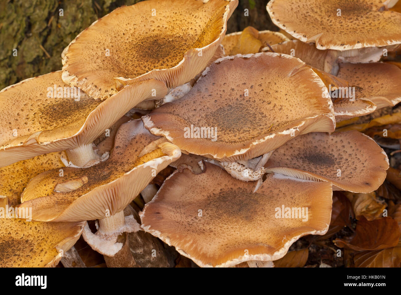 Gewöhnlicher Hallimasch, Dunkler Hallimasch, Halimasch, Honigpilz, Honig-Pilz, Armillaria solidipes, Armillaria ostoyae, Armillariella polymyces, Dark Stock Photo