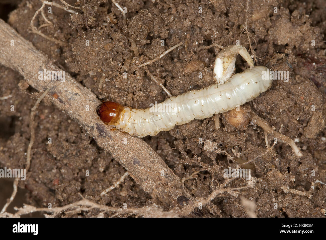 Wurzelbohrer, Raupe, Raupen leben im Boden und ernähren sich von Stock