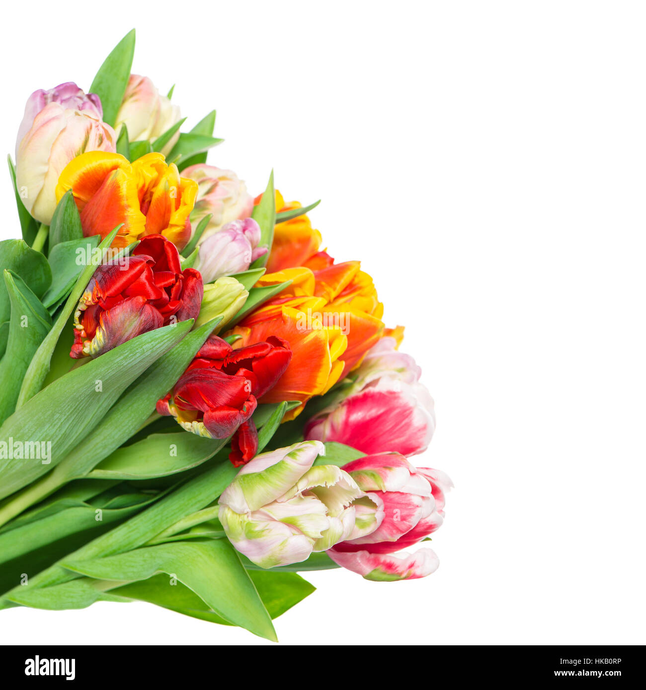 Tulip flowers on white background. Fresh colorful bouquet Stock Photo ...