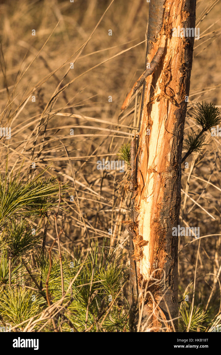 Deer rub tree hires stock photography and images Alamy