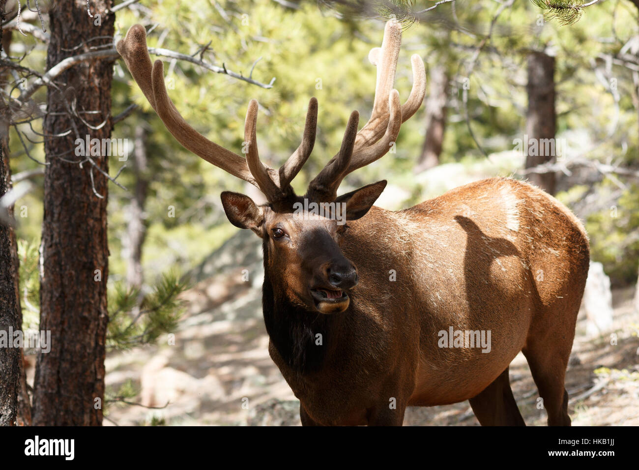 Bull elk, Colorado, Rocky Mountain National Park, Taken 06.15 Stock ...