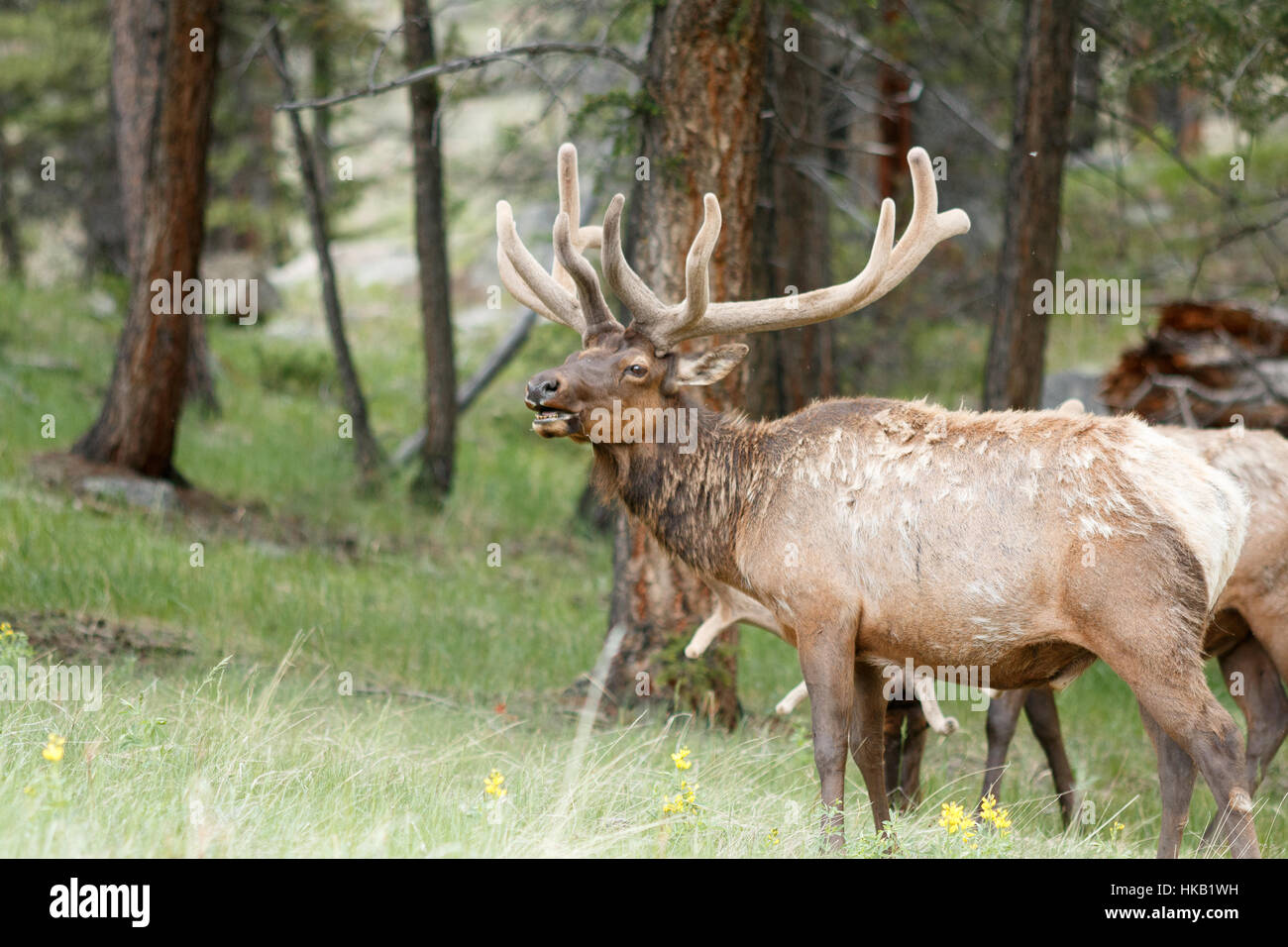 Bull elk, Colorado, Rocky Mountain National Park, Taken 06.15 Stock ...