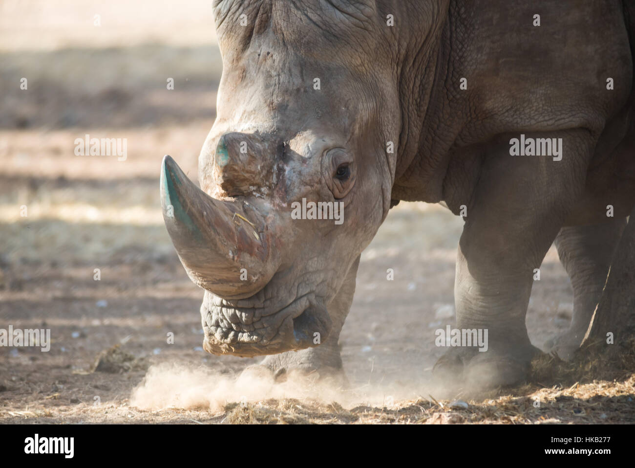 Visit to Safari Ramat Gan, Israel Stock Photo - Alamy