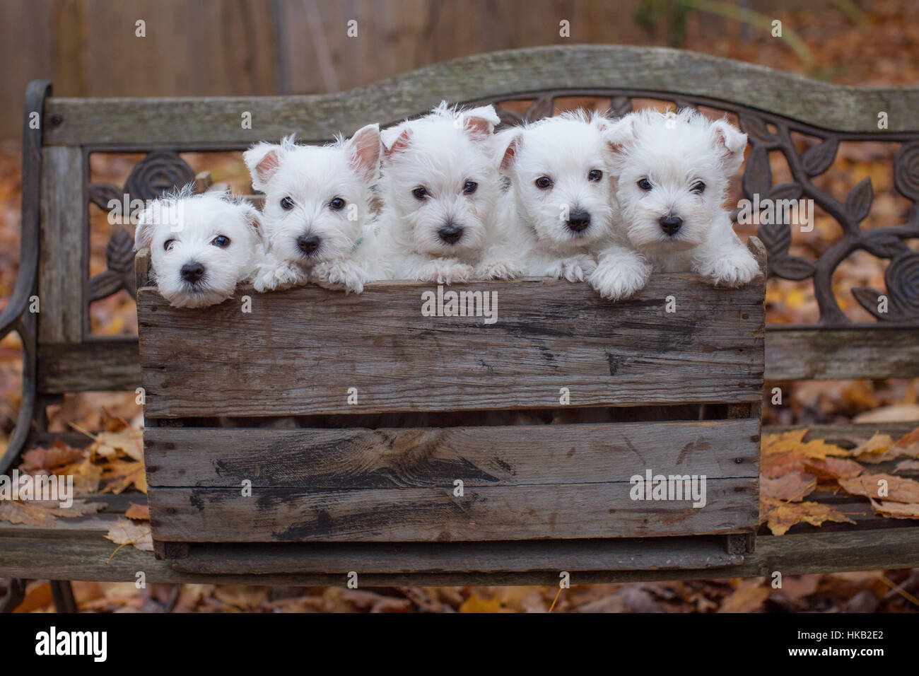 West Highland Terrier Puppies in a Wood basket during fall Stock Photo -  Alamy