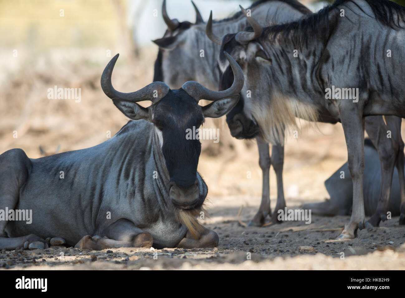 Visit to Safari Ramat Gan, Israel Stock Photo - Alamy