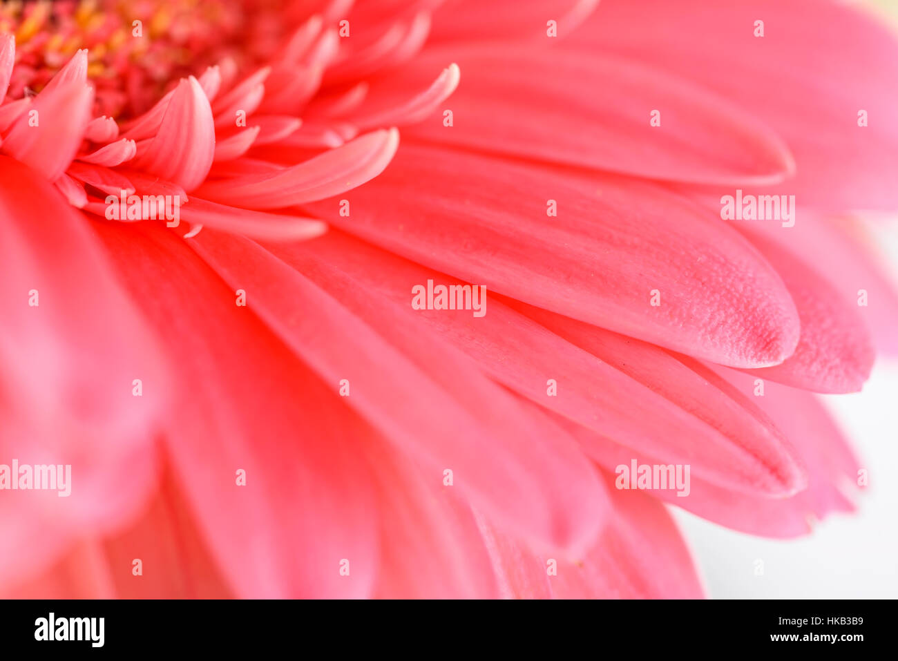 Pink Gerbera Flower Petals Abstract Macro Stock Photo