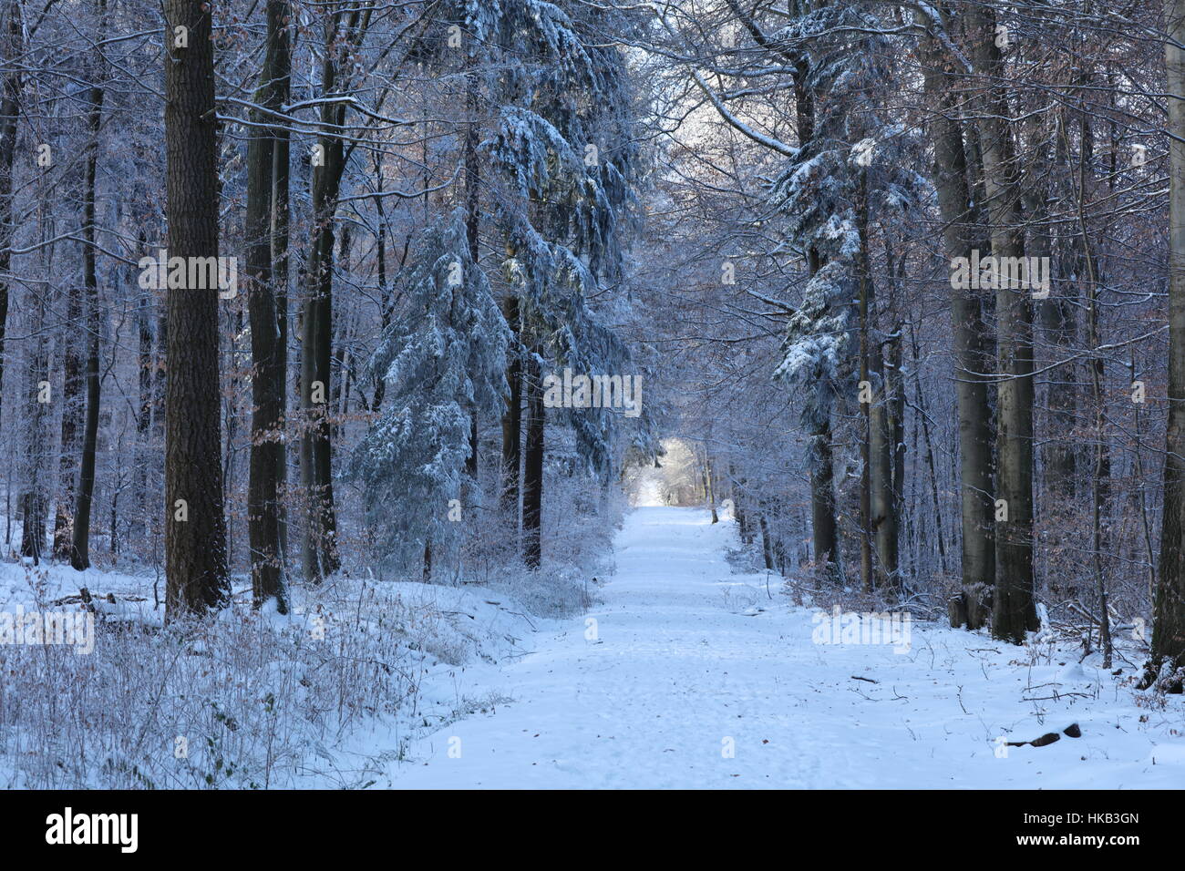 Spaziergang im Winter im Wald Stock Photo