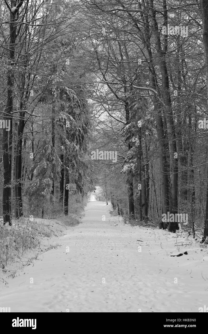 Spaziergang im Winter im Wald Stock Photo