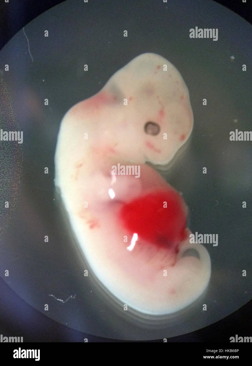 Washington, USA. 26th Jan, 2017. Undated photo released by U.S. Salk Institute on Jan. 26, 2017 shows a 4-week-old pig embryo containing human cells. In a bold but potentially controversial quest for solutions for the worldwide shortage of transplant organs, scientists attempting to grow human organs inside pigs have successfully grown the first chimera embryos containing cells from both humans and pigs, they said Thursday. Credit: U.S. Salk Institute/Xinhua/Alamy Live News Stock Photo