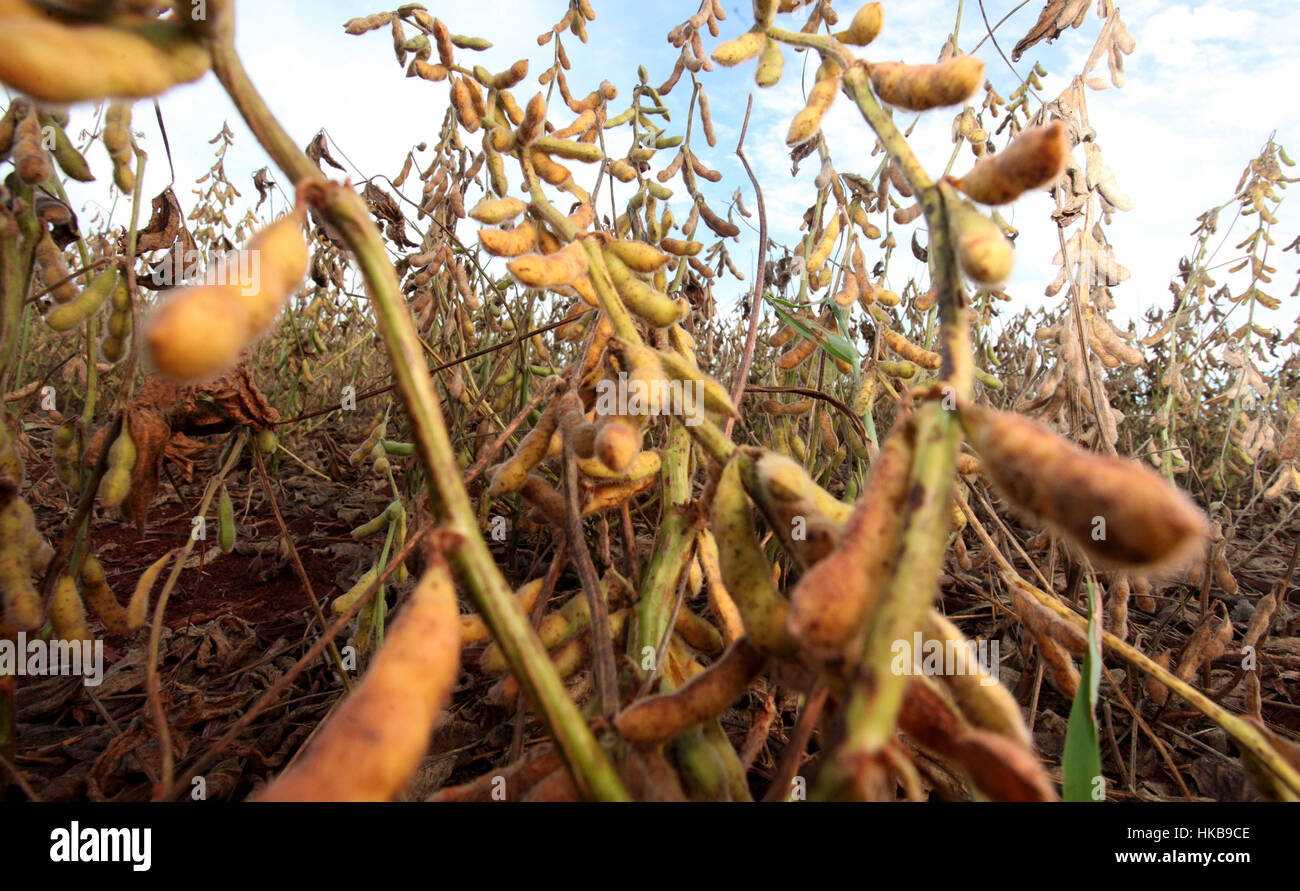 CAMPO MOURÃO, PR - 27.01.2017: PRODUTIVIDADE DE LAVOURA DE SOJA - With a forecast of 3.456 million kilograms per hectare yield and a crop of 18.5 million tons, Campo Mourao farmers in the Midwest Region of Paraná, awaiting the maturation of soybeans to start harvesting. In the photo, soybean crop on farm in Campo Mourao. (Photo: Dirceu Portugal/Fotoarena) Stock Photo