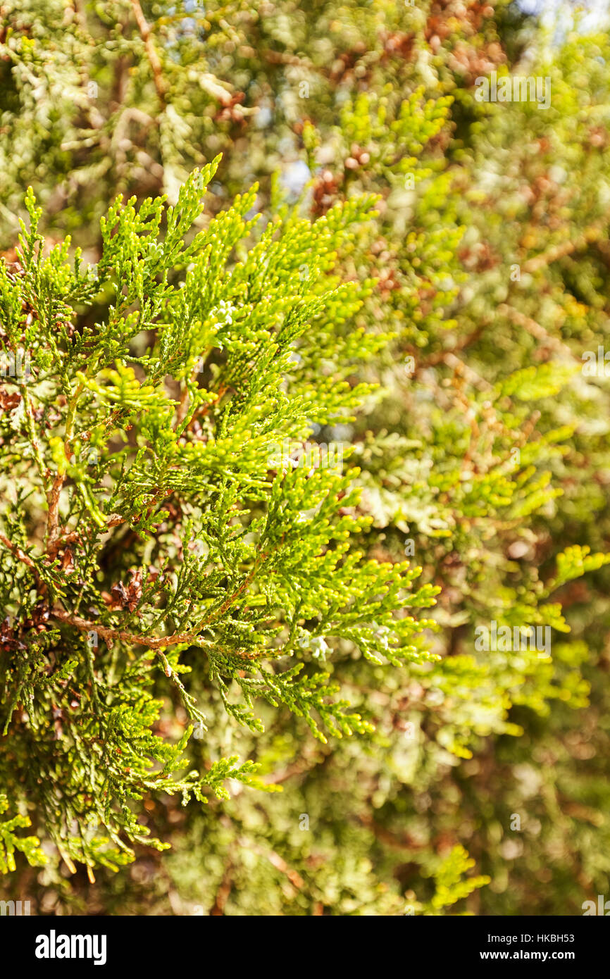 Thuja tree thick branches hi-res stock photography and images - Alamy