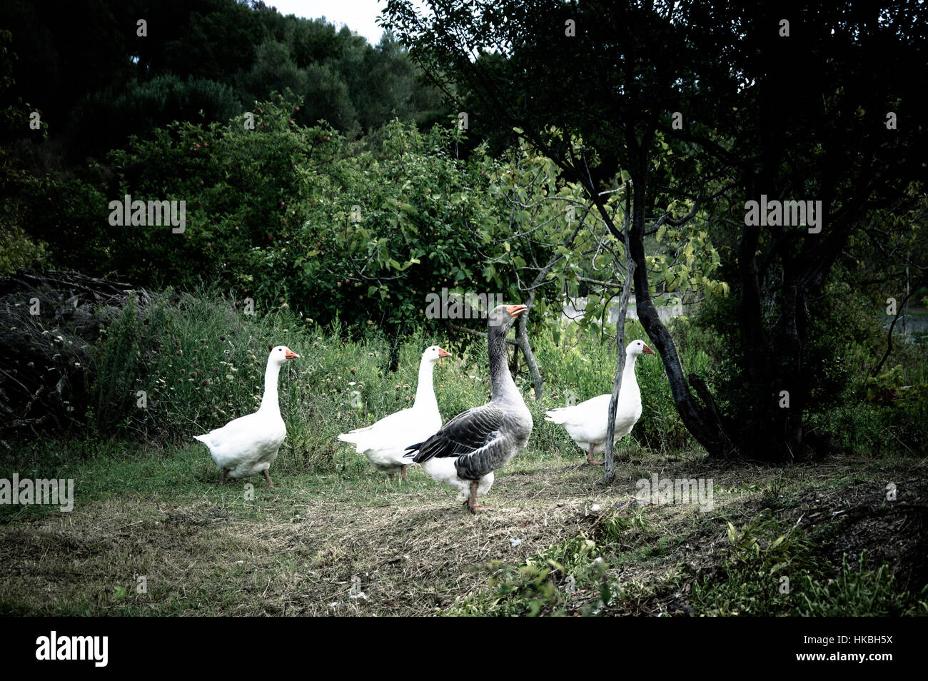 Four Ducks High Resolution Stock Photography and Images - Alamy
