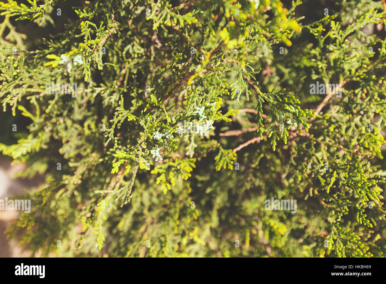 Thuja tree thick branches hi-res stock photography and images - Alamy