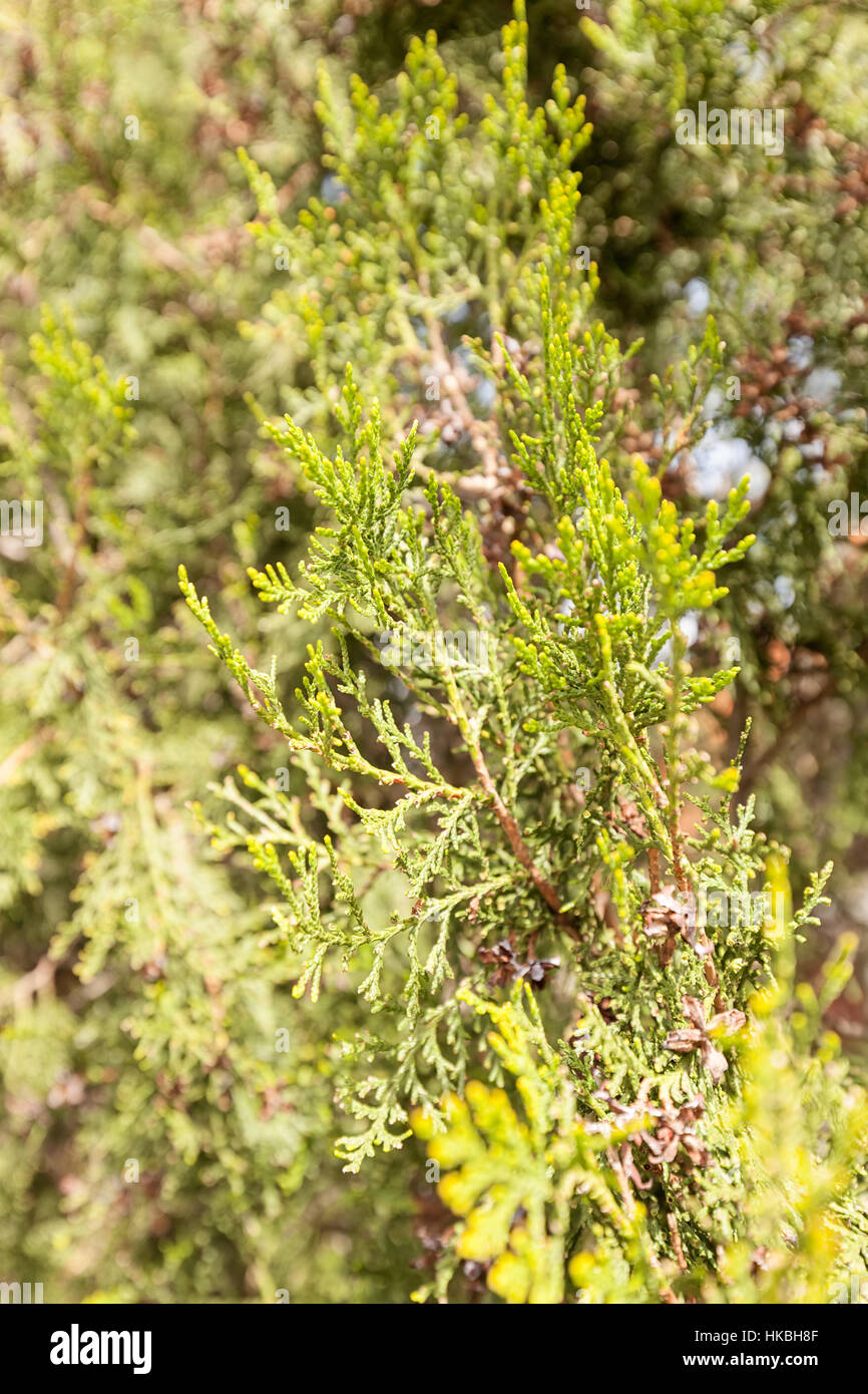 Thuja tree thick branches hi-res stock photography and images - Alamy