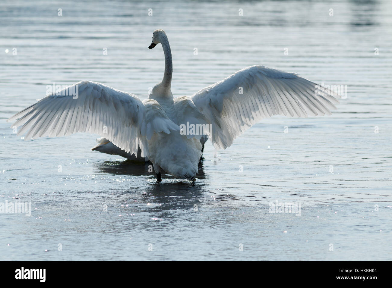 Trumpeter swan with wings spread, Wyoming, Yellowstone National Park ...