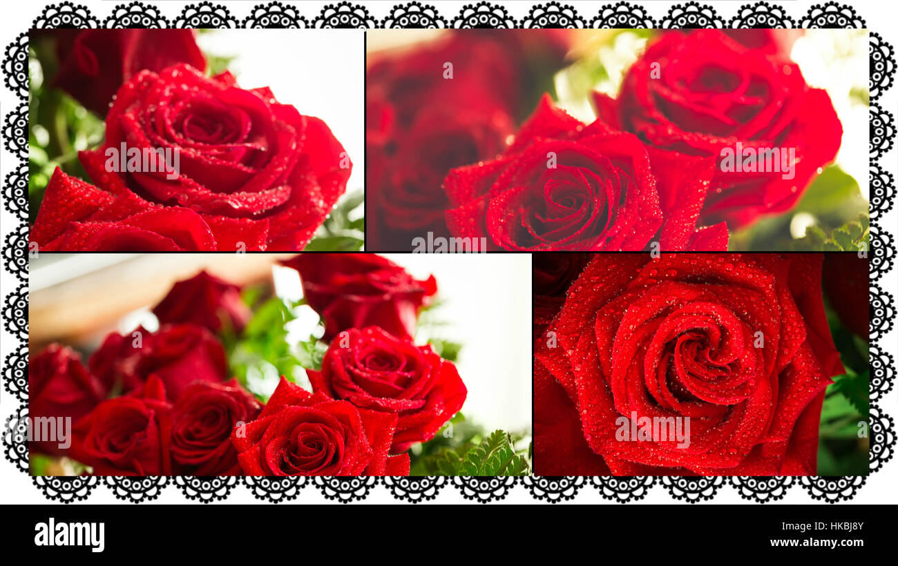 Red Roses Collage Collage of beautiful red rose macro shot close up Stock Photo - Alamy