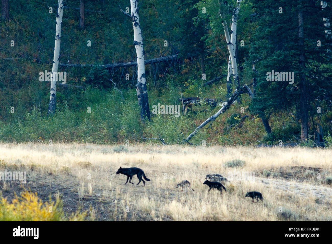 Wolf pack in Yellowstone, Wyoming, Yellowstone National Park, Taken 08.