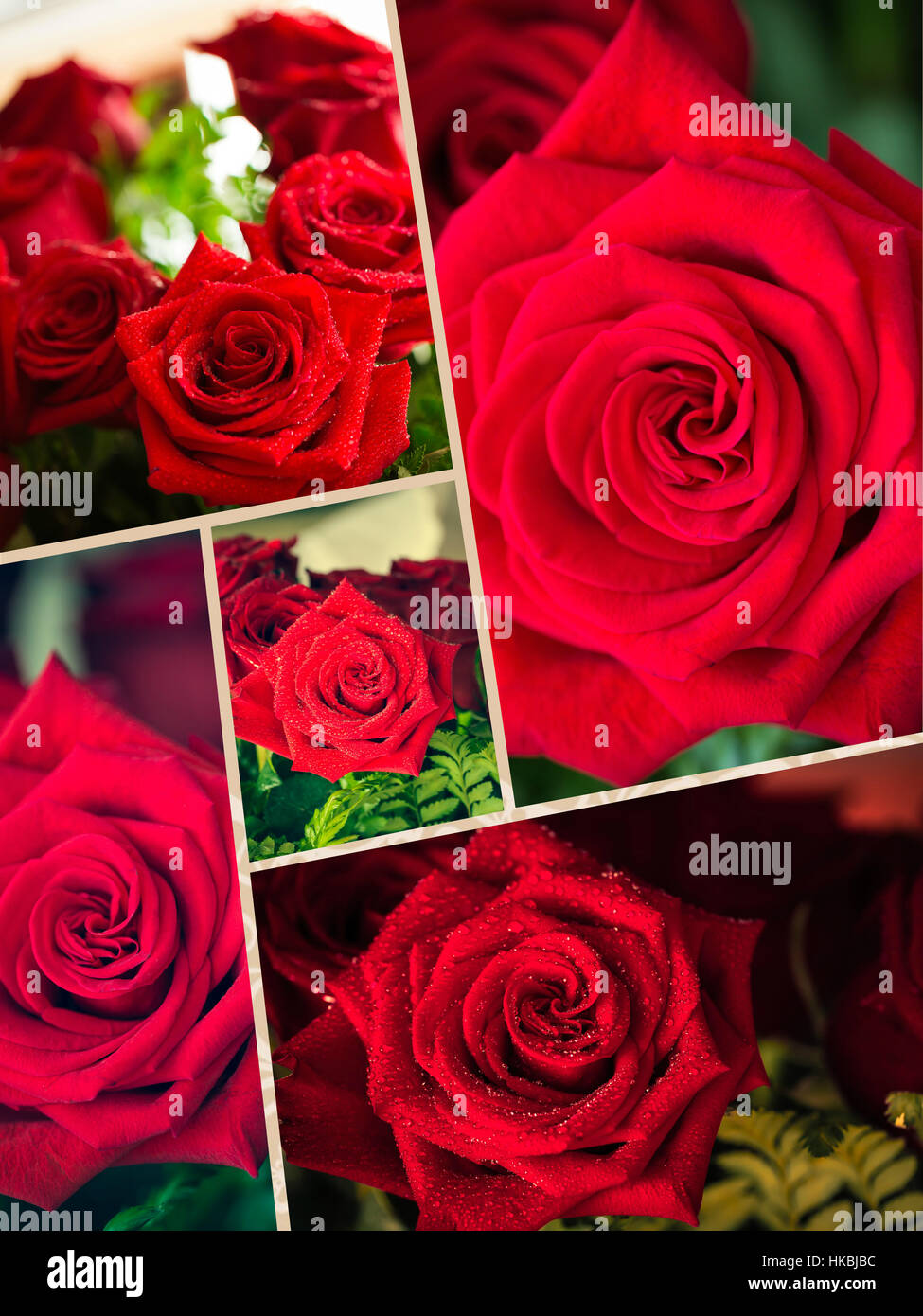 Red Roses Collage Collage of beautiful red rose macro shot close up Stock Photo - Alamy