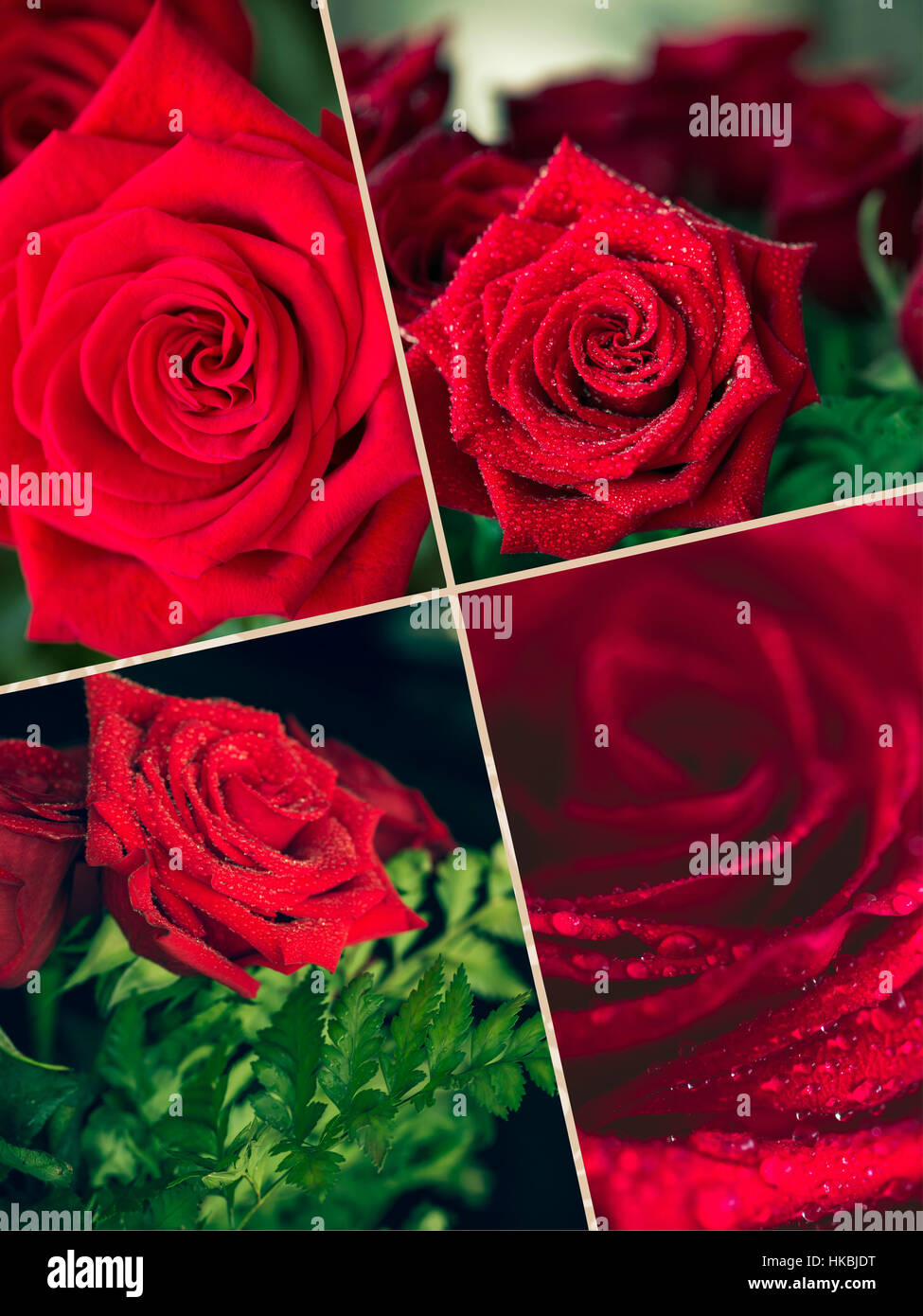 Red Roses Collage Collage of beautiful red rose macro shot close up Stock Photo - Alamy