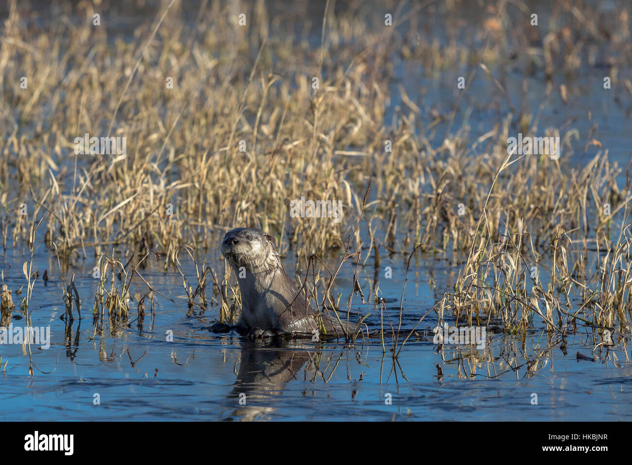Northern river otter in Wisconsin Stock Photo