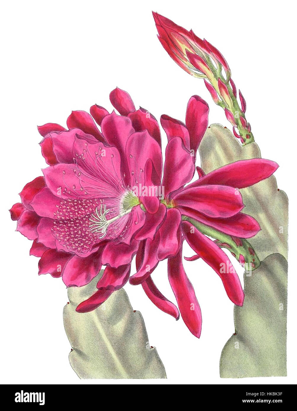 This botanical artwork illustrates the hybrid Phyllocactus, also known ...