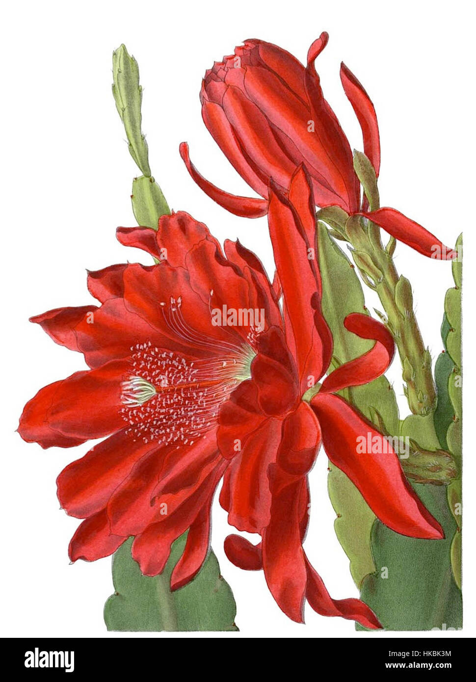 This botanical illustration showcases a hybrid species of Phyllocactus ...