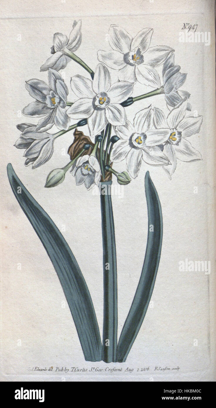 Narcissus papyraceus Stock Photo