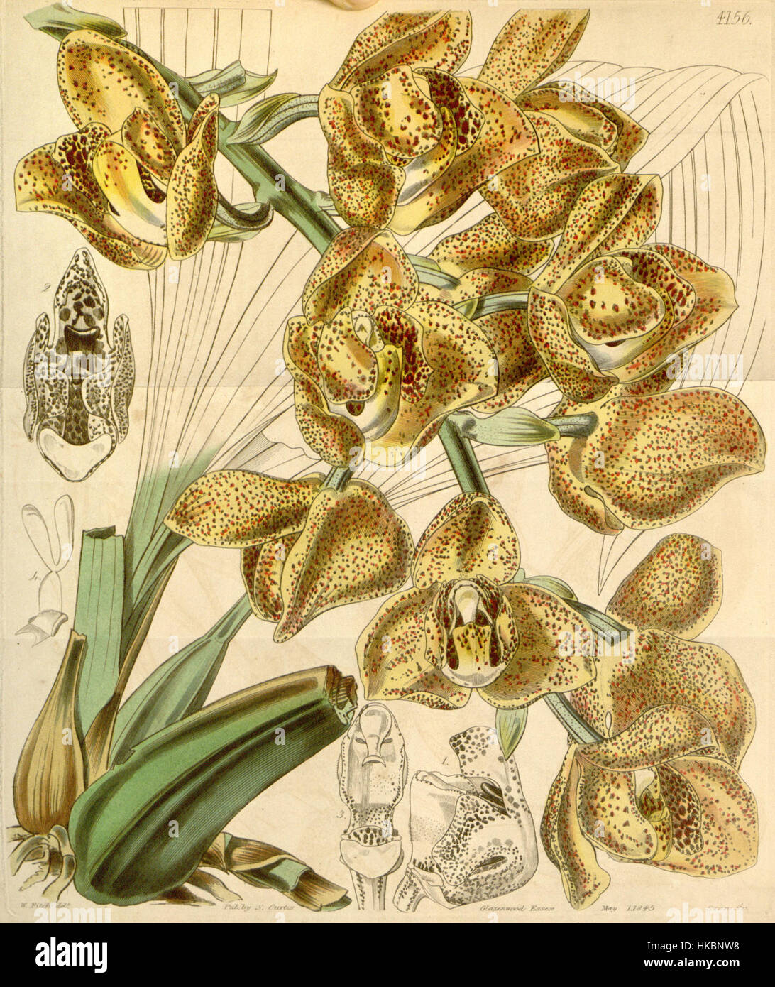 Acineta superba (as Peristeria humboldtii var. fulva)   Curtis' 71 (Ser. 3 no. 1) pl. 4156 (1845) Stock Photo