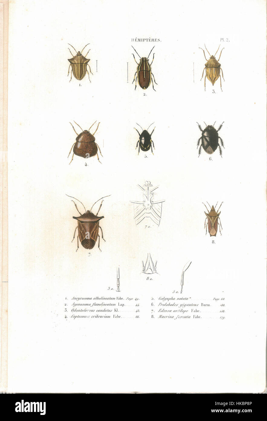 This illustration from C.J.B. Amyot's 1843 'Histoire naturelle des ...