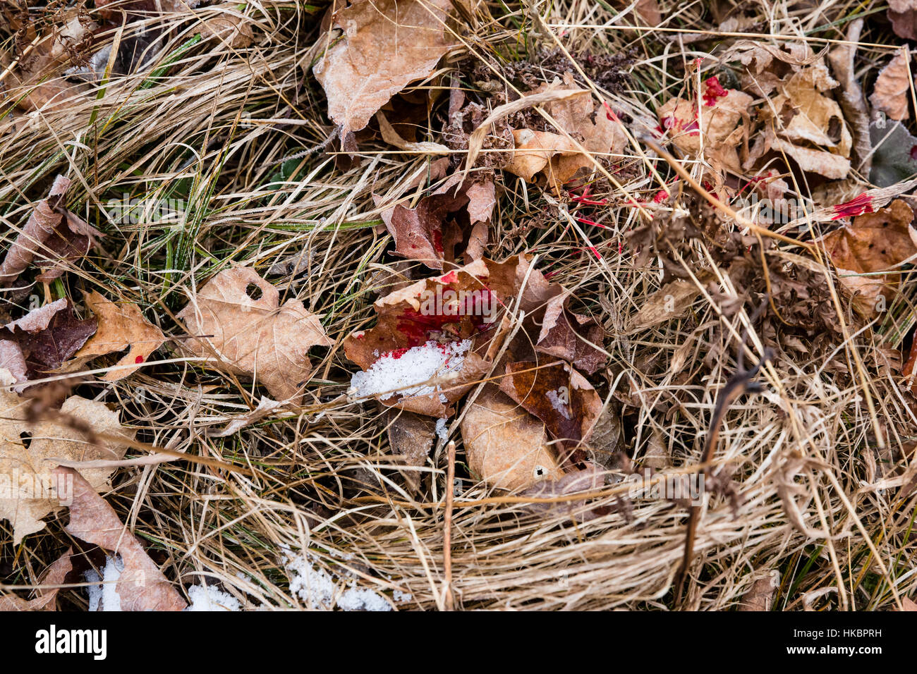 white-tailed-deer-blood-trail-stock-photo-alamy