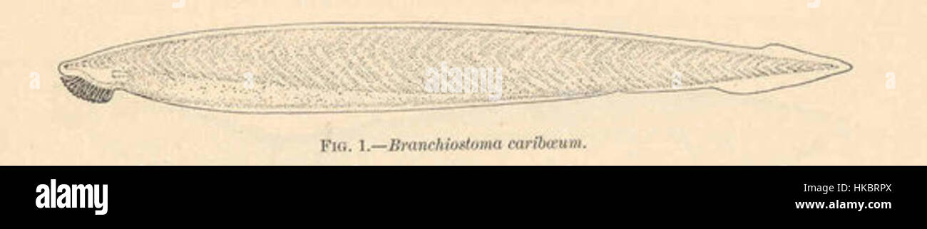 Branchiostoma caribaeum Stock Photo