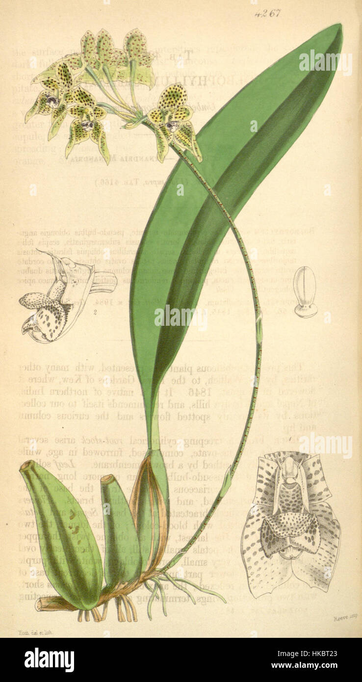 *Bulbophyllum umbellatum* is a species of orchid depicted in Curtis' botanical illustration series, showcasing its distinctive flower structure. This illustration, published in 1846, is a key example of botanical art from the Victorian era. Stock Photo
