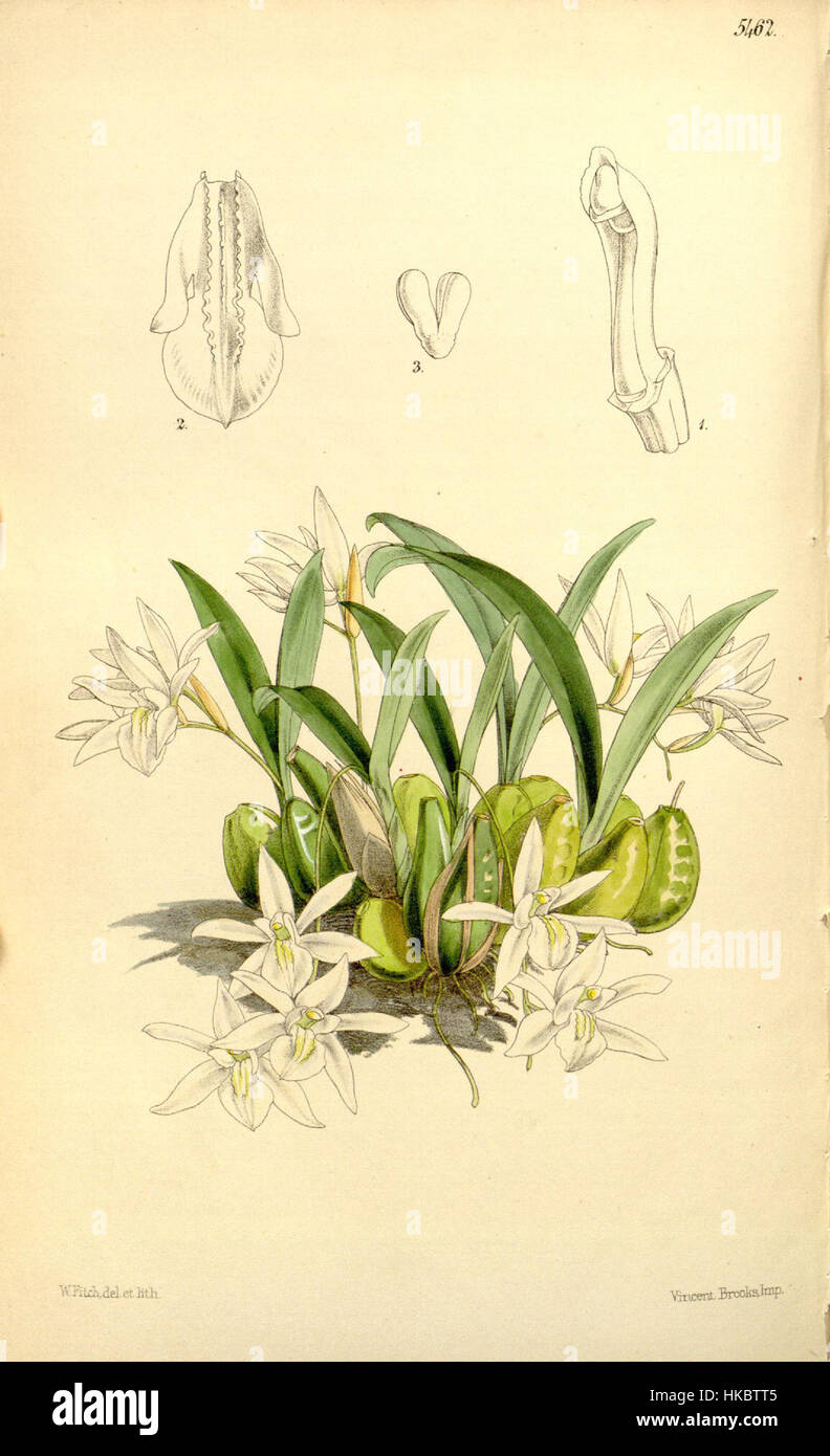 Coelogyne odoratissima   Curtis' 90 (Ser. 3 no. 20) pl. 5462 (1864) Stock Photo